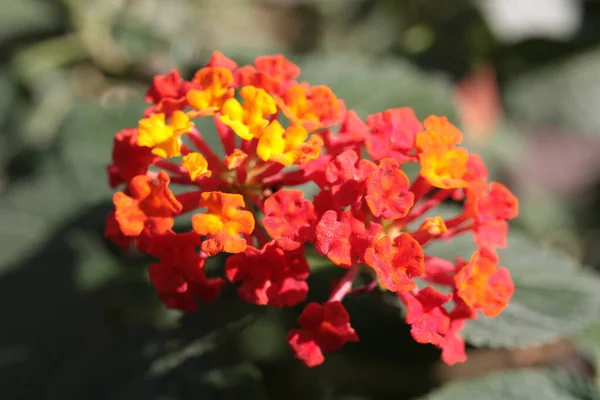 Extreme Macro Van Gewone Lantana Lantana Camara Bloemen Wazige Achtergrond — Stockfoto