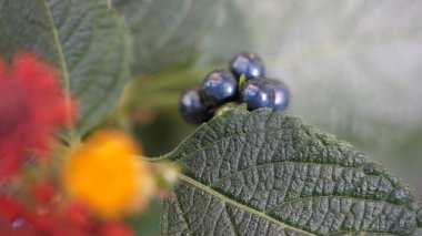 Bulanık arkaplanda aşırı yakın plan lantana (Lantana camara) yaprağı