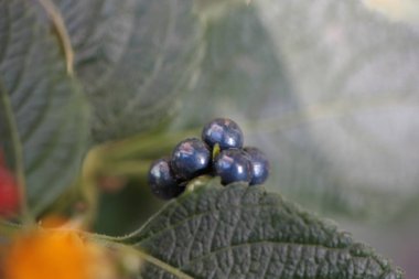 Bulanık arkaplanda aşırı yakın plan (Lantana camara) olgun meyveler