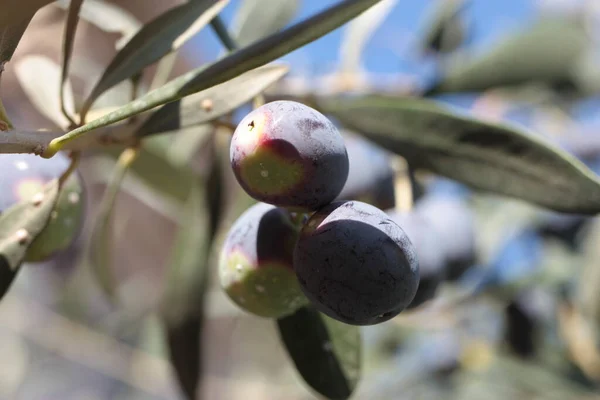 Europäische Oliven Oder Gemeine Olive Olea Europaea Frucht Nahaufnahme Auf — Stockfoto