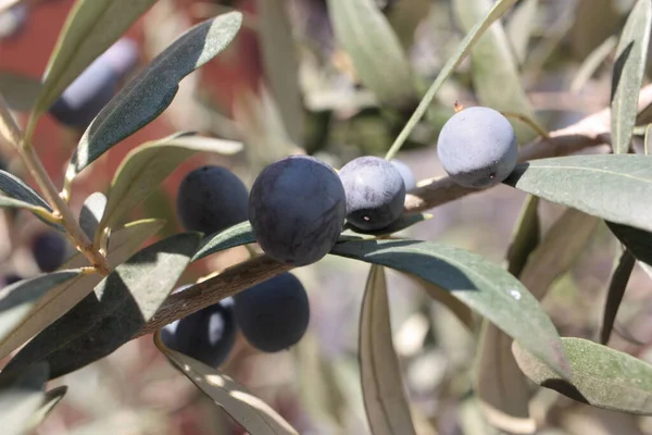 European Olive Common Olive Olea Europaea Плід Зблизька Оливковій Гілці — стокове фото