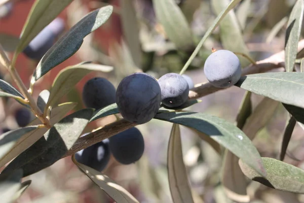 Oliva Europea Oliva Comune Olea Europaea Frutto Primo Piano Ramo — Foto Stock