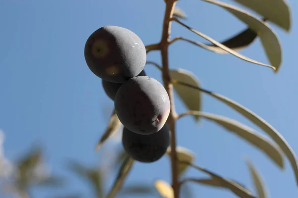 Europäische Oliven Oder Gemeine Olivenfrucht Olea Europaea Nahaufnahme Auf Einem — Stockfoto