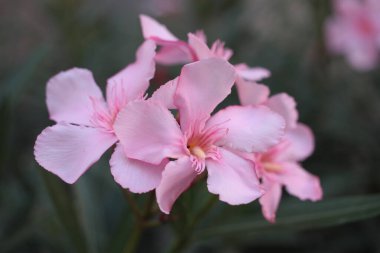 Oleander veya Nerium 'un Çiçeği (Neryum zakkum) bulanık arkaplanda aşırı yakın plan