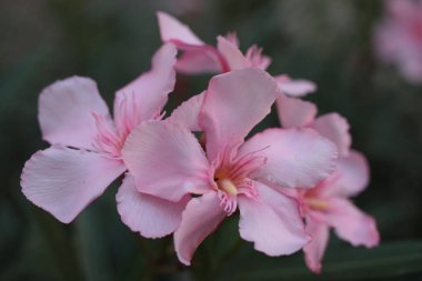 Oleander veya Nerium 'un Çiçeği (Neryum zakkum) bulanık arkaplanda aşırı yakın plan