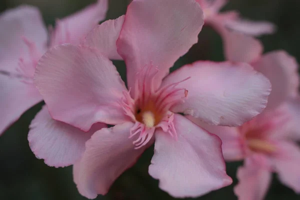 Цветок Олеандра Нерия Nerium Felander Размытом Фоне — стоковое фото