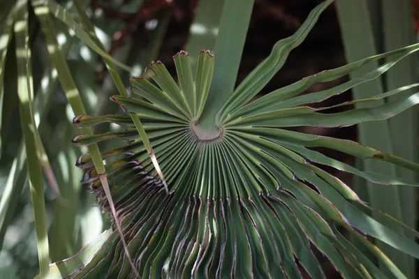 Palma Leque Europeia Palmeira Anã Mediterrânica Chamaerops Humilis Deixa Close — Fotografia de Stock