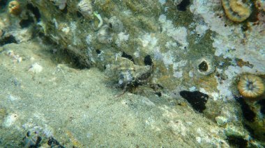 Daha küçük keşiş yengeci, Prideaux keşiş yengeci (Pagurus prideaux) deniz kabuğu salyangoz murex (Hexaplex trunculus), Ege Denizi, Yunanistan, Halkidiki