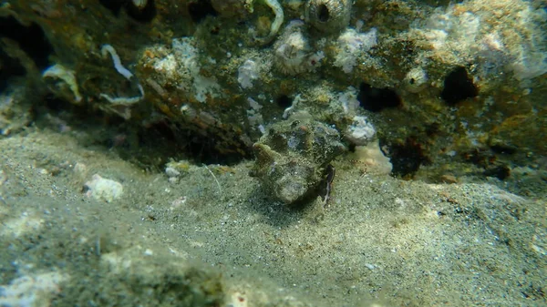 Mniejszy Krab Pustelniczy Krab Pustelnik Prideaux Lub Krab Pustelnik Pagurus — Zdjęcie stockowe