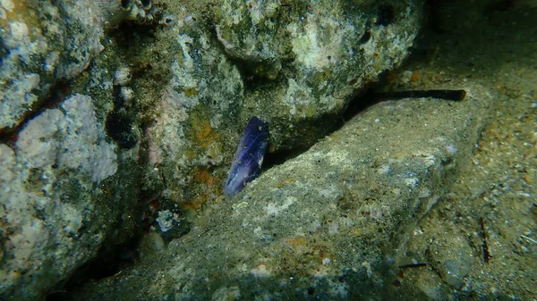 Concha Molusco Bivalvo Mejillón Azul Mejillón Común Mytilus Edulis Submarino —  Fotos de Stock