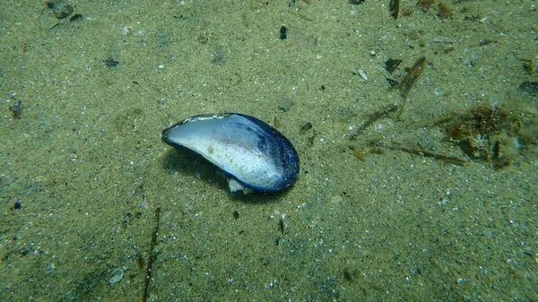 Seashell Bivalve Mollusc Blue Mussel Common Mussel Mytilus Edulis Undersea — Stok Foto