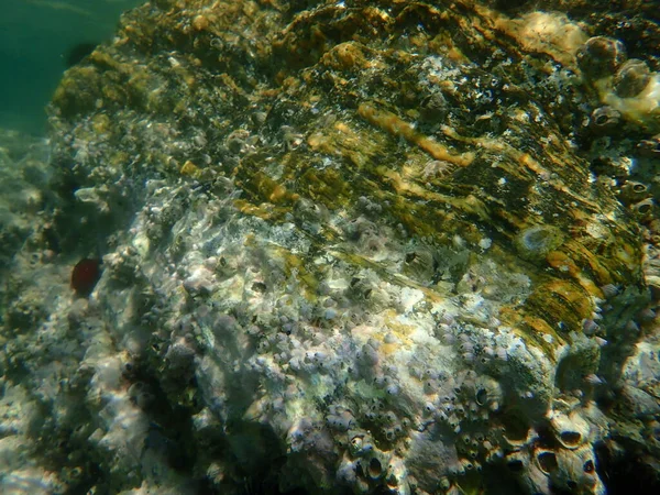 Atemberaubender Unterwasserblick Ägäis Griechenland Chalkidiki — Stockfoto
