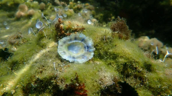 Seashell of sea snail common limpet or common European limpet (Patella vulgata) on sea bottom, Aegean Sea, Greece, Halkidiki