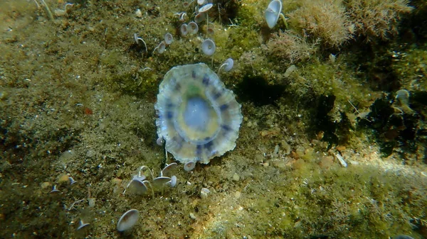 Seashell Sea Snail Common Limpet Common European Limpet Patella Vulgata — Stock Photo, Image