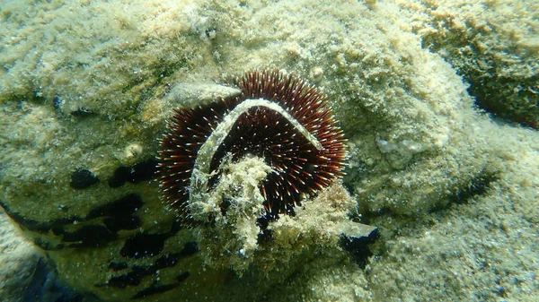 Violet Sea Urchin Sphaerechinus Granularis Undersea Aegean Sea Greece Halkidiki — Stock Photo, Image