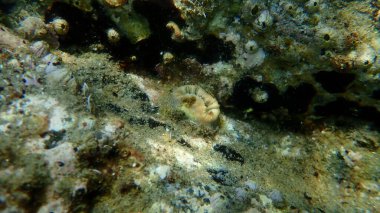 Kızıl mercan veya domuz dişli mercan, Avrupa yıldızı mercan (Balanophyllia europaea) deniz altı, Ege Denizi, Yunanistan, Halkidiki