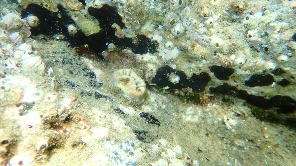 红珊瑚或猪牙珊瑚 欧洲星形珊瑚 Balanophyllia Europaea 爱琴海 Halkidiki — 图库照片