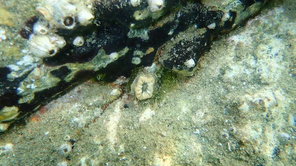 Coral Escarlate Coral Dente Porco Coral Estrelado Europeu Balanophyllia Europaea — Fotografia de Stock