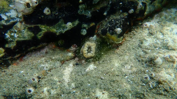 Scarlet Coral Pig Toth Coral European Star Coral Balanophyllia Europaea — Φωτογραφία Αρχείου