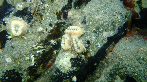 Алый Коралл Зубчатый Коралл Подводный Коралл Европейской Звезды Balanophyhya Felea — стоковое фото