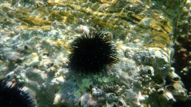 Karadeniz kestanesi (Arbacia lixula) deniz altı, Ege Denizi, Yunanistan, Halkidiki