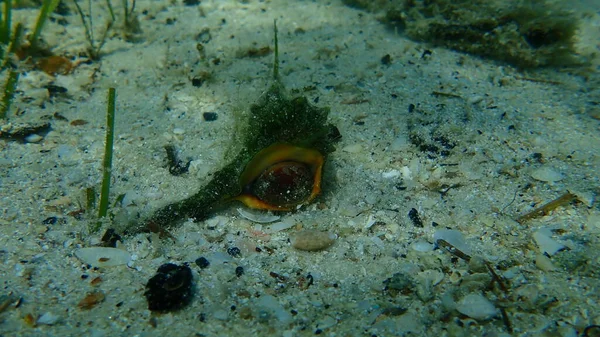 Tintura Lumaca Marina Viola Murex Tintura Spinosa Murex Bolinus Brandaris — Foto Stock