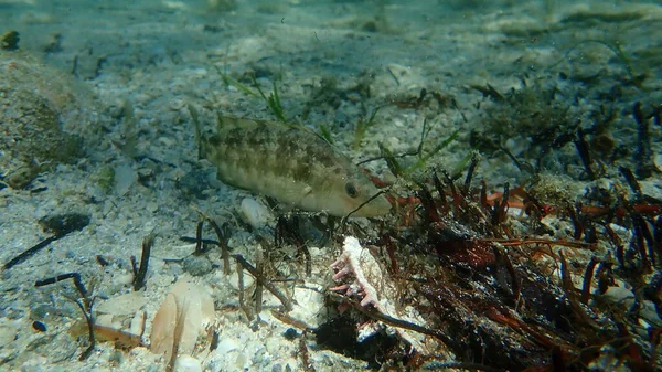 Wrasse Cinzento Symphodus Cinereus Submarino Mar Egeu Grécia Halkidiki — Fotografia de Stock