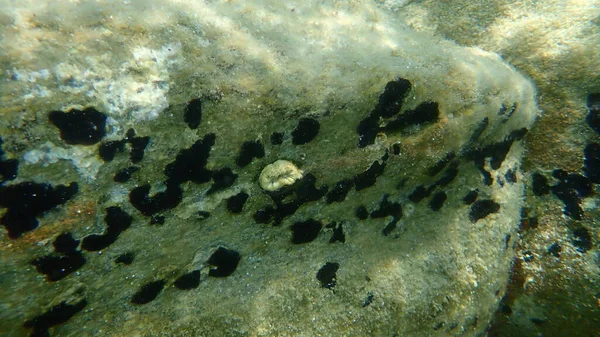 Koralowiec Szkarłatny Lub Świński Koralowiec Europejski Balanophyllia Europaea Podmorski Morze — Zdjęcie stockowe