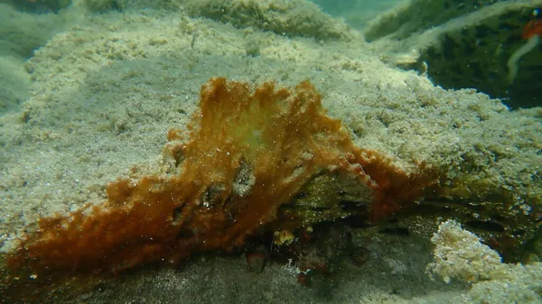 Grumo Cianobatteri Precedentemente Chiamato Alghe Blu Verdi Cianofita Sottomarino Mar — Foto Stock
