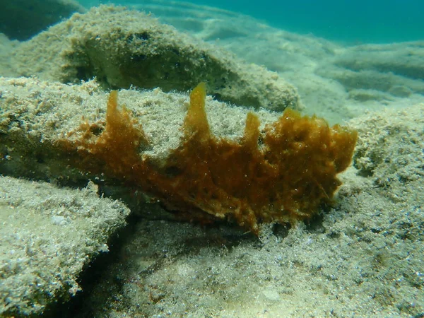 シアノバクテリアの塊 以前は青緑藻 シアノフィタ エーゲ海 ギリシャ ハルキディキと呼ばれていた — ストック写真