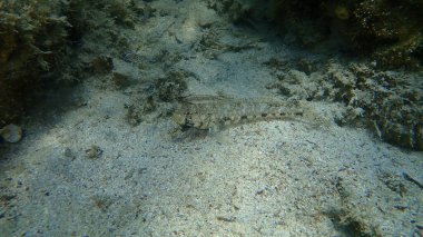 Slender goby (Gobius geniporus) denizaltı, Ege Denizi, Yunanistan, Halkidiki