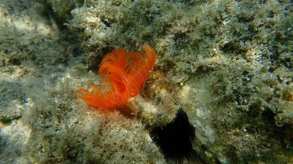 Polychaeta Smooth Tubeworms Red Spoted Horseshoe Protula Tubularia Undersea Eegean — стокове фото