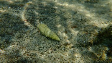 Deniz salyangozunun deniz kabuğu ya da avrupa serifi (Cerithium vulgatum) ile münzevi yengeç (Pagurus sp). Deniz altı, Ege Denizi, Yunanistan, Halkidiki