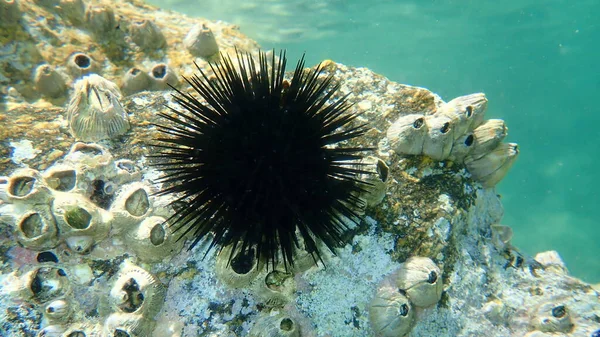 Karadeniz kestanesi (Arbacia lixula) ve delinmiş kaya midyesi (Perforatus perforatus) deniz altı, Ege Denizi, Yunanistan, Halkidiki