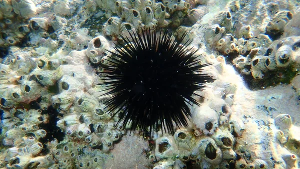 Ouriço Mar Negro Arbacia Lixula Craca Perfurada Perforatus Perforatus Submarino — Fotografia de Stock