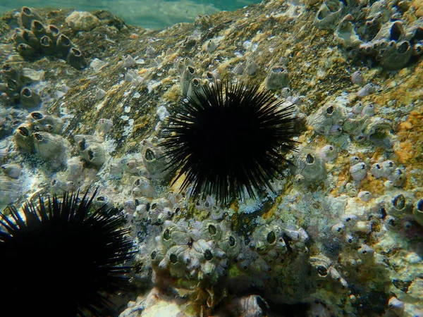 Zwarte Zee Egel Arbacia Lixula Geperforeerde Zeepok Perforatus Perforatus Onderzees — Stockfoto