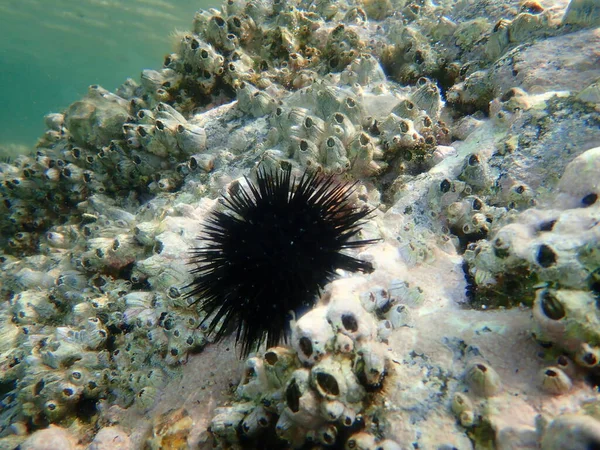 Black Sea Urchin Arbacia Lixula Perforated Barnacle Perforatus Perforatus Undersea — Stock Photo, Image