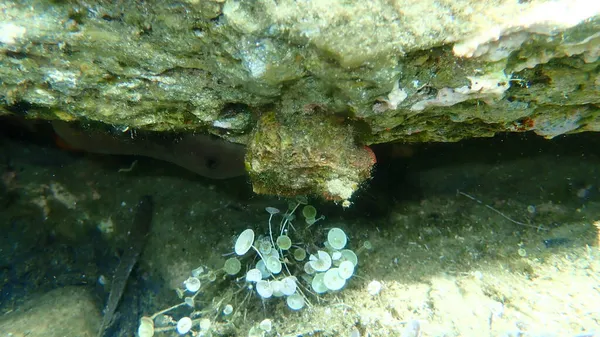 凹凸不平的海松鼠 海无花果或紫罗兰 Microcosmus Sabatieri 爱琴海 Halkidiki — 图库照片