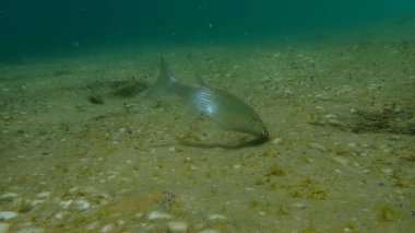 Düz başlı gri kefal, yassı başlı kefal, çizgili kefal (Mugil cephalus) deniz altı, Ege Denizi, Yunanistan, Halkidiki