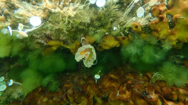 Polychaeta Glatter Röhrenwurm Oder Rot Geflecktes Hufeisen Protula Tubularia Unter — Stockfoto