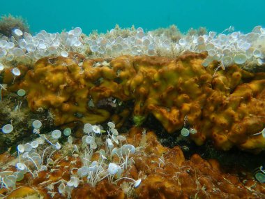 Tavuk ciğeri süngeri veya Karayip tavuk ciğeri süngeri (Chondrilla nucula) ve yeşil algler Acetabularia asetabulum deniz altı, Ege Denizi, Yunanistan, Halkidiki