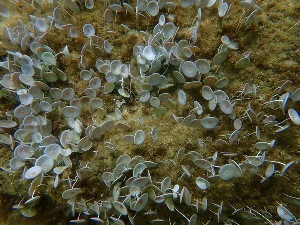 Green Algae Acetabularia Acetabulum Undersea Aegean Sea Greece Halkidiki — 스톡 사진