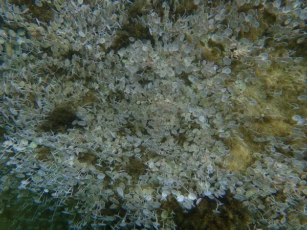 Alghe Verdi Acetabularia Acetabulum Sott Acqua Mar Egeo Grecia Calcidica — Foto Stock