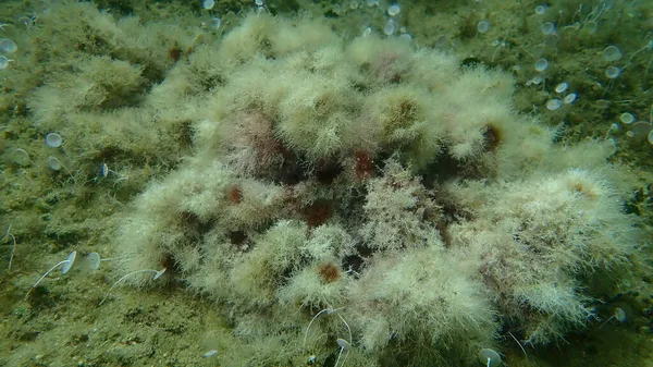 Meeresalgen Schlankkorallengras Jania Rubens Unter Wasser Ägäis Griechenland Chalkidiki — Stockfoto