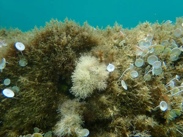 Θαλάσσια Φύκια Λεπτόκοκκα Κοράλλια Jania Rubens Υποθαλάσσια Αιγαίο Ελλάδα Χαλκιδική — Φωτογραφία Αρχείου