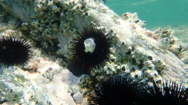 Purple Sea Urchin Paracentrotus Lividus Perforated Barnacle Perforatus Perforatus Undersea — Stock Photo, Image