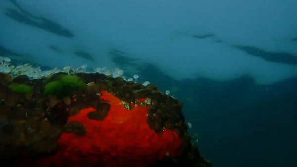 Губка Курка Або Карибська Губка Печінки Chondrilla Nucula Червона Інкрустована — стокове фото