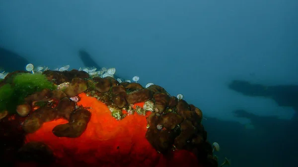 Leverspons Van Kippen Caribisch Gebied Leverspons Van Kippen Chondrilla Nucula — Stockfoto