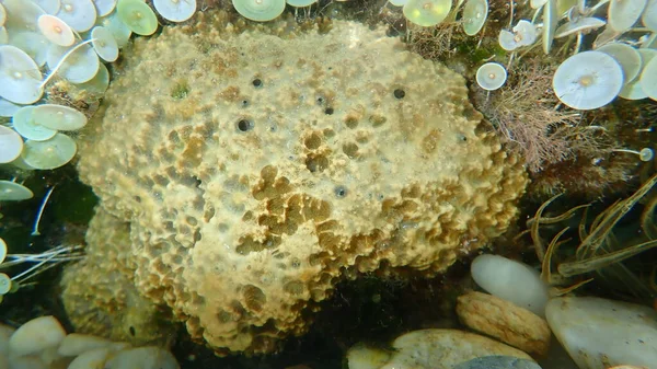 Gąbka Cuchnąca Sarcotragus Fasciculatus Var Podwodne Morze Egejskie Grecja Halkidiki — Zdjęcie stockowe