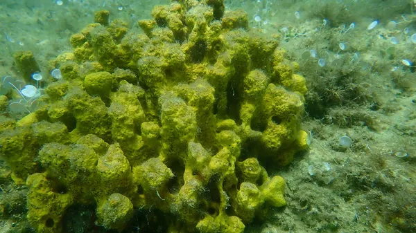 Yellow Tube Sponge Aureate Sponge Aplysina Aerophoba Undersea Aegean Sea — Stock Photo, Image